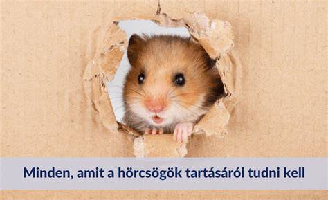 Hörcsög bőrelváltozás - kép a bundaproblémáról