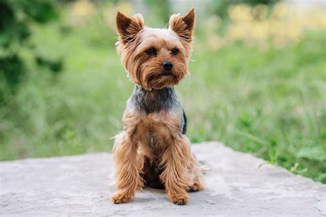 Yorkshire Terrier testfelépítése