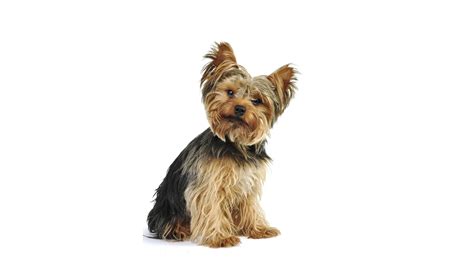 Yorkshire Terrier játék közben