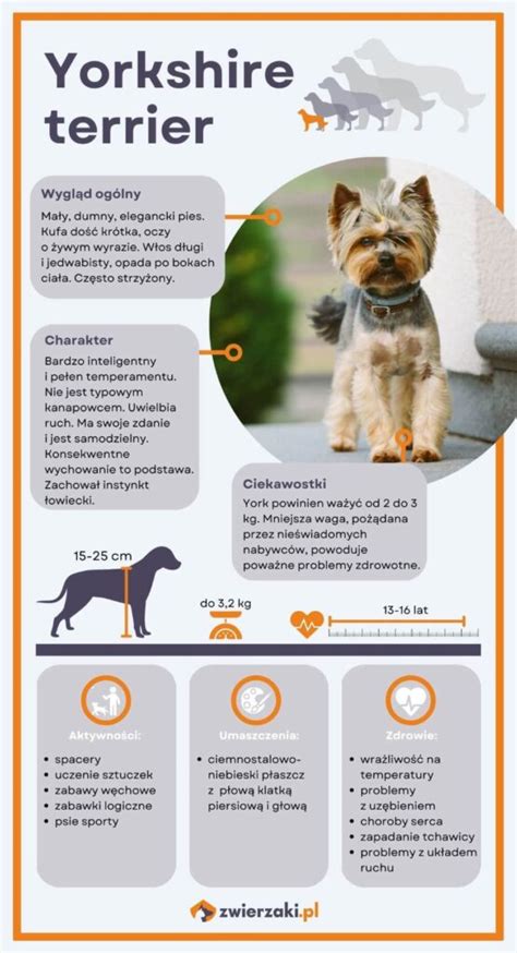 Yorkshire Terrier egészségügyi problémák infografika