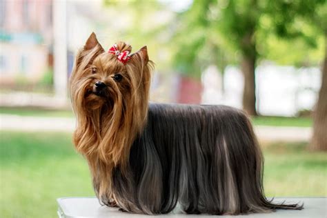 Yorkshire Terrier szőrzet ápolása