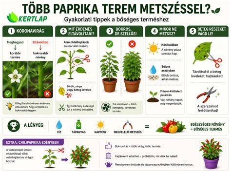 Infografika a paprika csíráztatásáról és palántaneveléséről