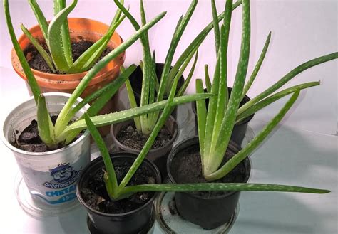 Aloe vera növény és levelei