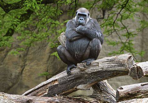 gorilla-kísérlet vizuális ábra