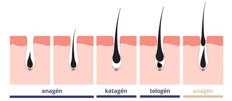 A szőrnövekedés fázisai