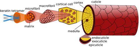 keratin ragasztás eltávolítás diagram