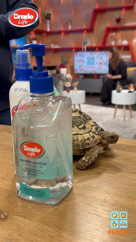 vizuális átmenet a samponmentes higiéniáról