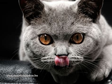 Egészséges macska bundája