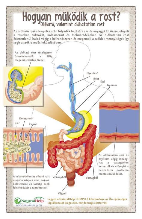 béltisztítás és székrekedés okainak infografikája