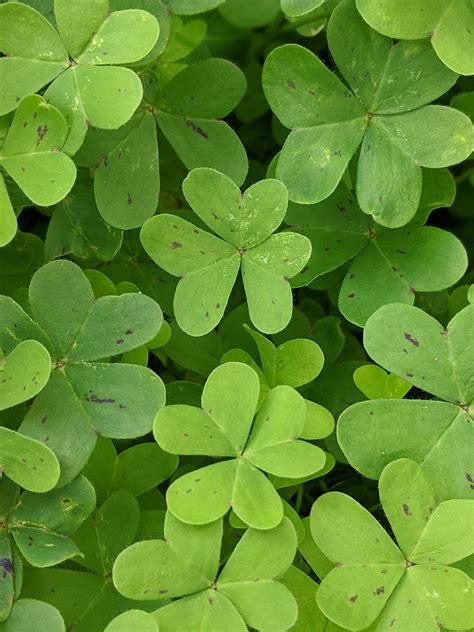 Levél- és gyapjastetvek a növényen