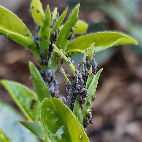 Gyökérkárt okozó kártevők