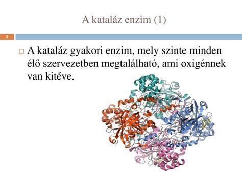 kataláz enzim hatása a hajban infografika