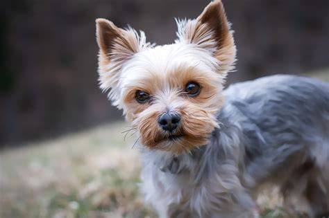 Yorkshire terrier frizura és ápolt bunda