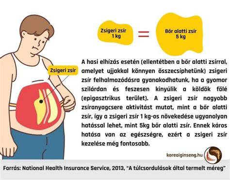Infografika a hasi zsír és zsigeri zsír elhelyezkedéséről