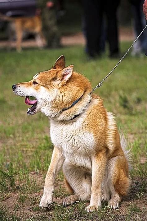 Különböző típusú kutyaharapások