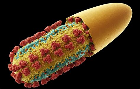 Veszettség vírusszerkezetének illusztrációja