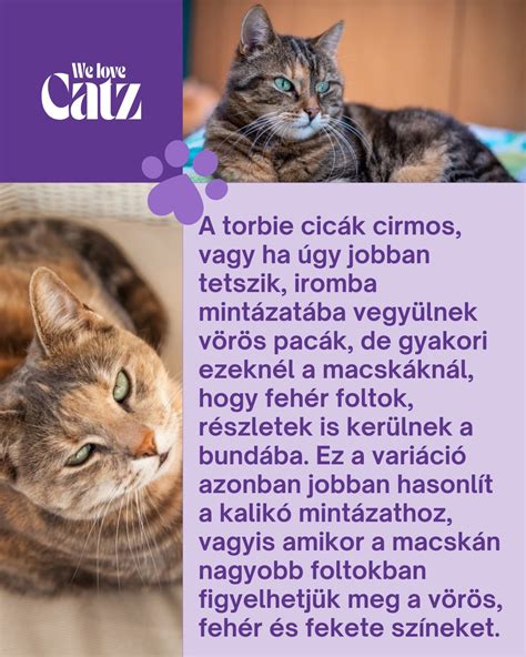Bőrgombásság macskán