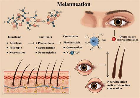 Melanin és hajszín genetika ábra