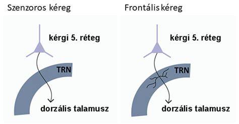 Átfogó keratin összetevő-összefoglaló sematikus ábra