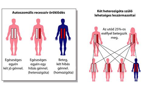 Genetikai öröklődés és hajszín