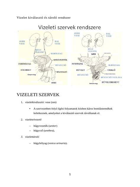 Infografika: vesebetegségek és kiválasztó rendszer áttekintése
