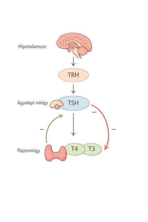Diagram: pajzsmirigy és hormonális szabályozás kapcsolata