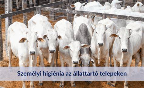 Szórt purhab alkalmazása állattartó telepeken