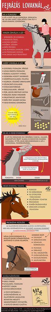Infografika: a hajkötés lépései és a Head Spa elemei