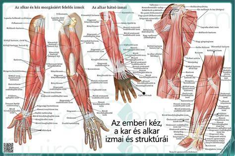 tanfolyam és licensz ábra