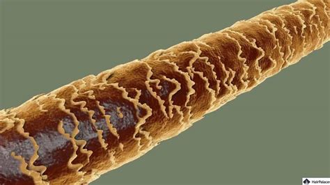 A hajhullás okai és a haj szerkezete