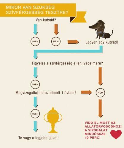 Infografika: hogyan előzzük meg a kutya-gyerek találkozást