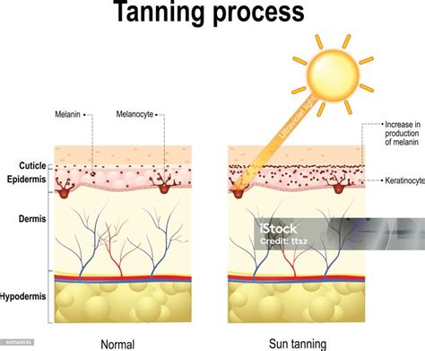 A bőr melanocita sejtjei és a melanin termelődése