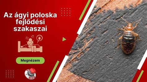 Gyümölcsön megfigyelhető, barna folt és sárgás lepedék fejlődése