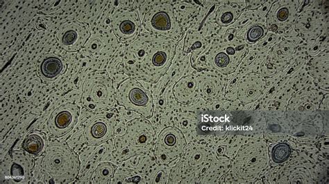 Hajszálak mikroszkóp alatt