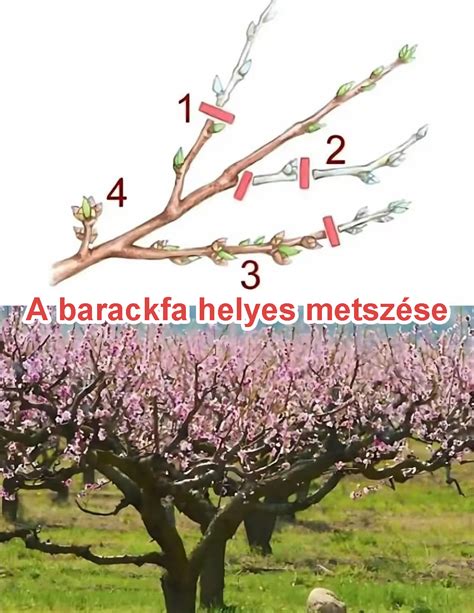 őszi barackfa metszési technikák