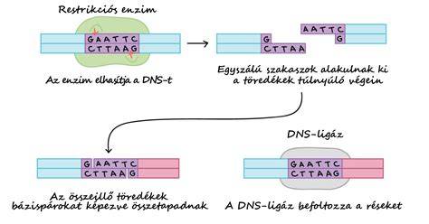 Ábra: a catalase enzim hatása a hajhagymák körül