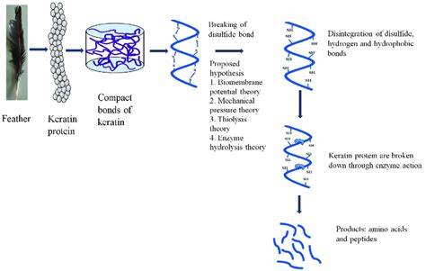 diagram a keratin behatolásáról a hajba