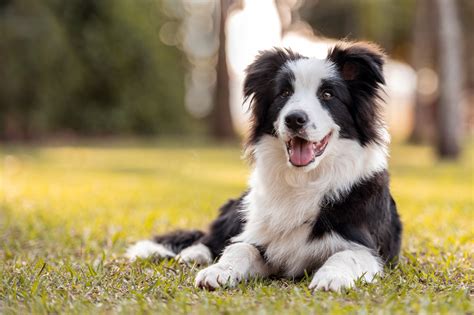 border_collie_szuletes.jpg