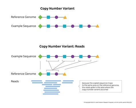 Ábra: STX17 copy number variation és a szürkülés kapcsolata