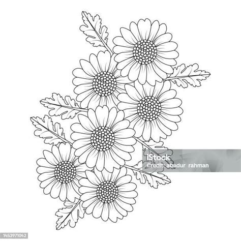 Illusztráció a kamilla virágairól és leveleiről