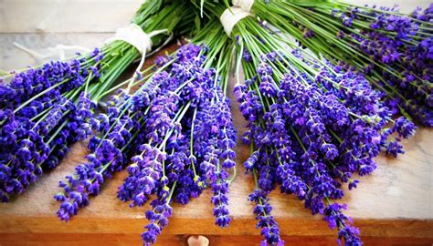 Kép levendula mezőről