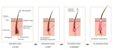 Diagram: A hajnövekedés három fázisa (anagén, katagén, telogén) és ezek kapcsolata a tényezőkkel