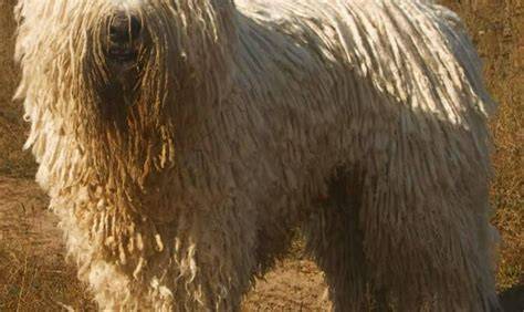 Infografika: Komondor története és megjelenése
