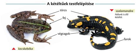 Kétéltűek napoznak