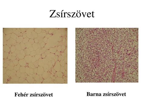 Barna zsírszövet