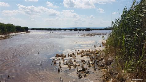 Fertő-tó madárvilága