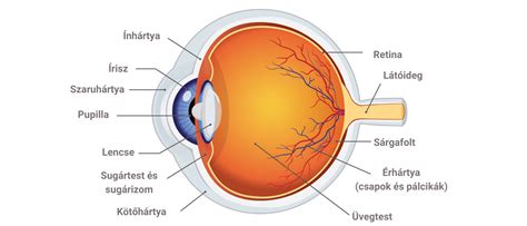 Illusztráció a szem dörzsöléséről
