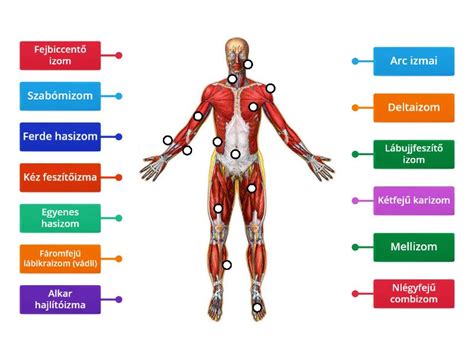 infografika a férfi test szőrtelenítésének technikáiról