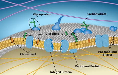 Diagram: Proteo-lipid hajvédő réteg aktiválása