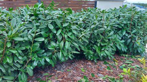 Sövény telepítés diagram